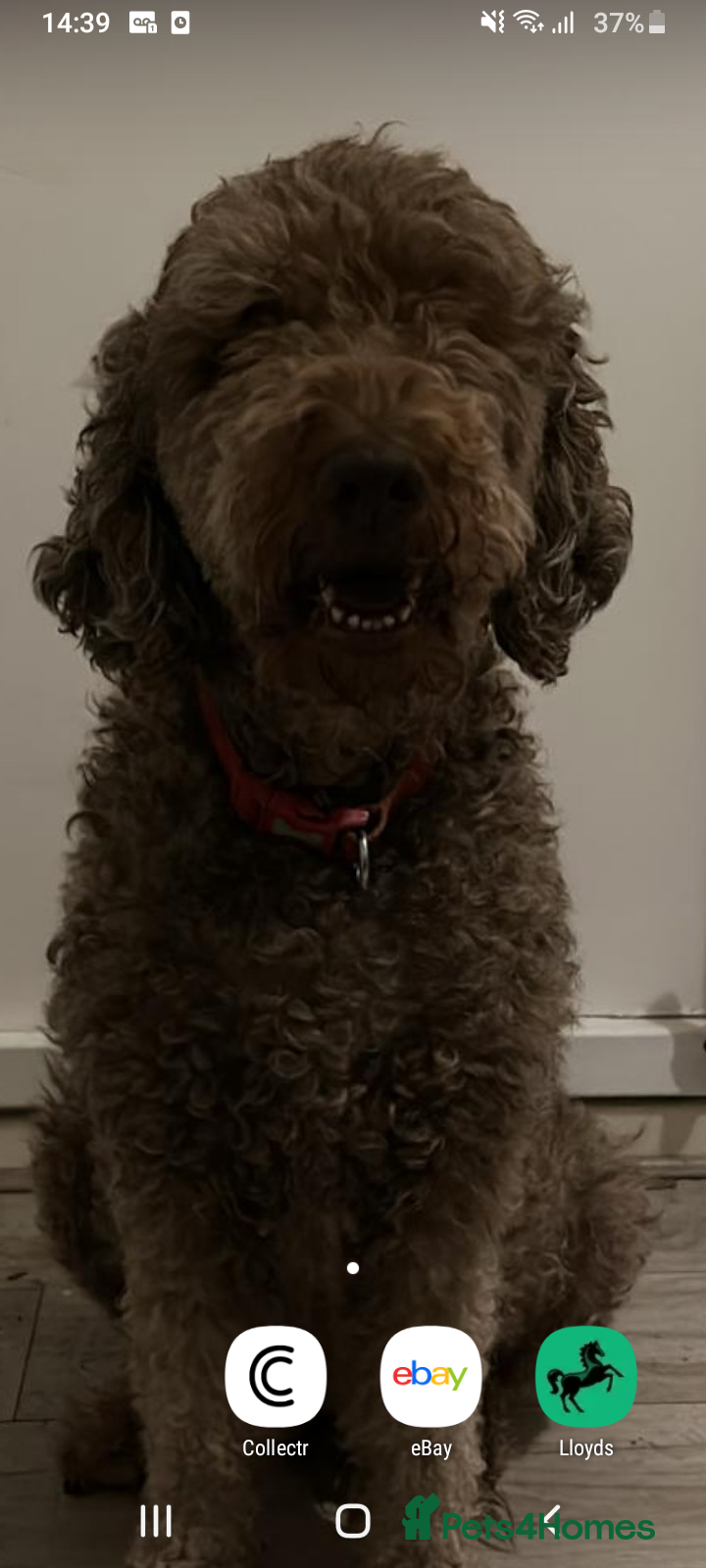 Labradoodle dogs 9th generation labradoodle female  - Advert 1