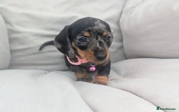 Miniature Dachshund dogs for sale: KC Registered miniature Dachshund Puppies - Image 7