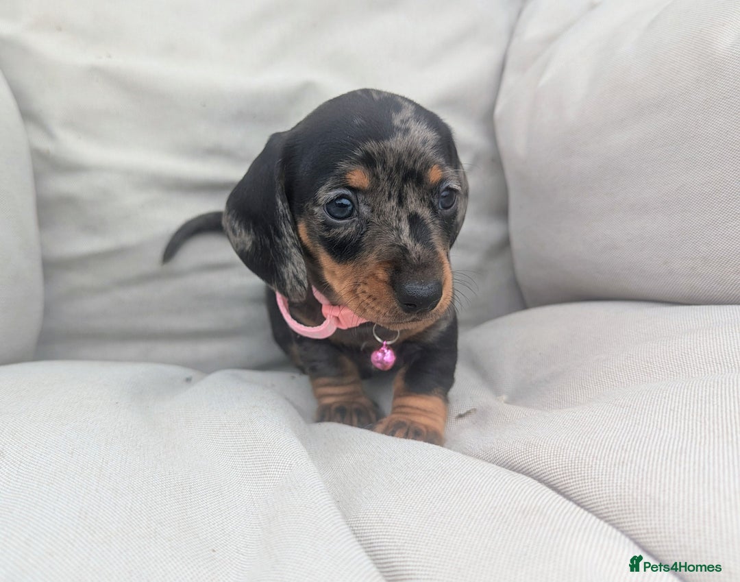 Miniature Dachshund dogs for sale: KC Registered miniature Dachshund Puppies - Image 7