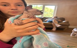 Sphynx cats for sale: Beautiful lot of Sphynx kittens from family pets - Image 16