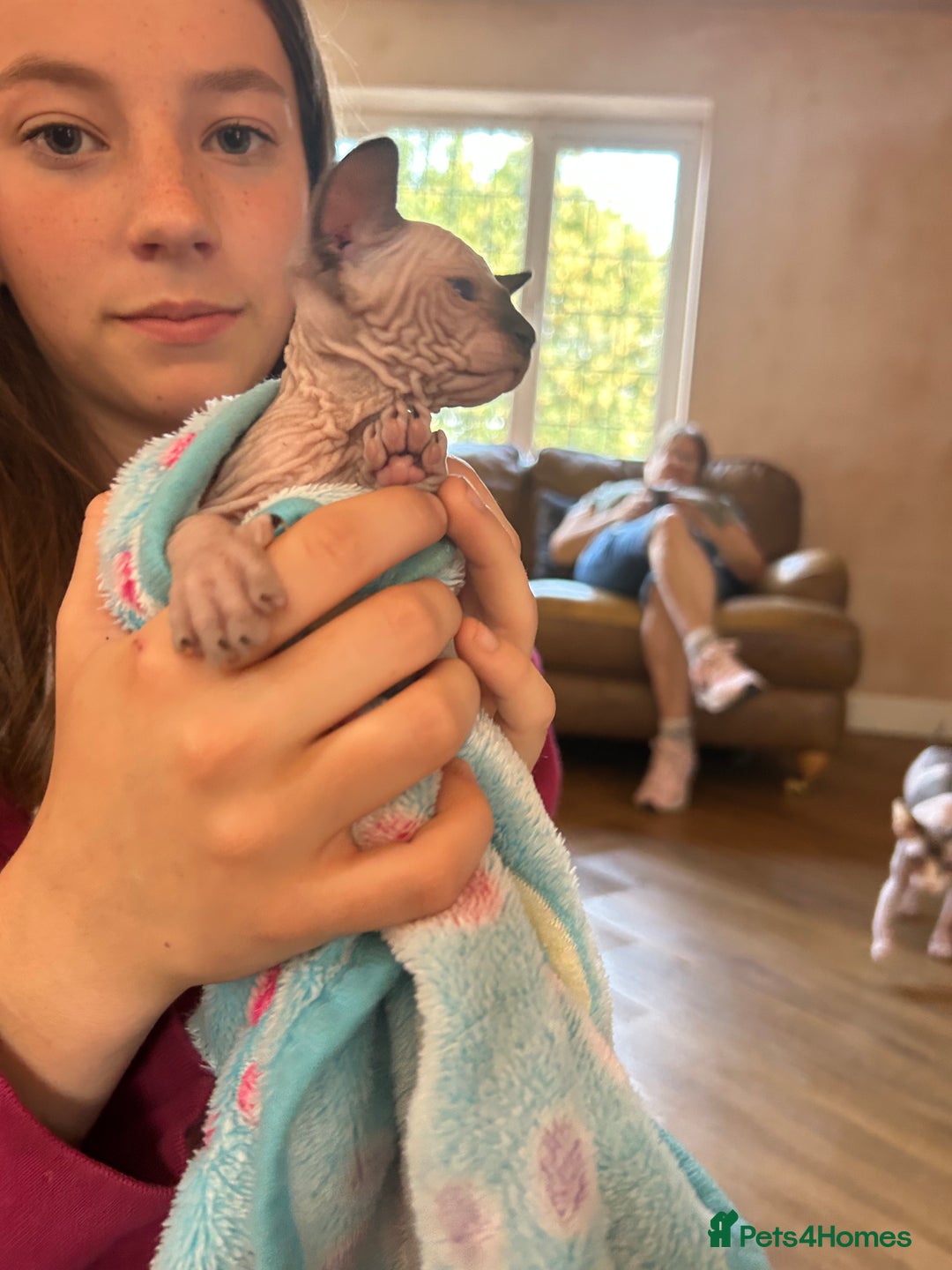 Sphynx cats for sale: Beautiful lot of Sphynx kittens from family pets - Image 16