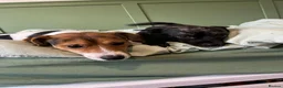 Jack Russell dogs for sale: Todd a Very energetic 1 year old Jack Russell  - Advert 7