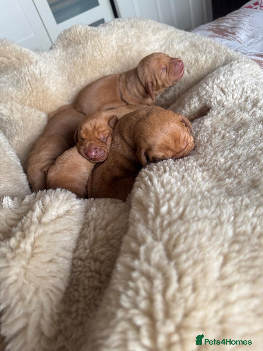 Hungarian Vizsla dogs for sale:  Adorable Vizsla Puppies for Sale🐶😍❤️ - Image 17