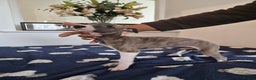 Whippet dogs for sale: Stunning KC Whippet Girl for Sale - Advert 2