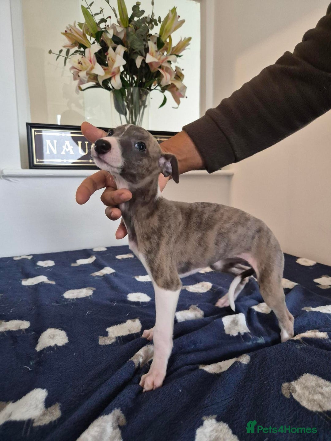 Whippet dogs for sale: Stunning KC Whippet Girl for Sale - Advert 2