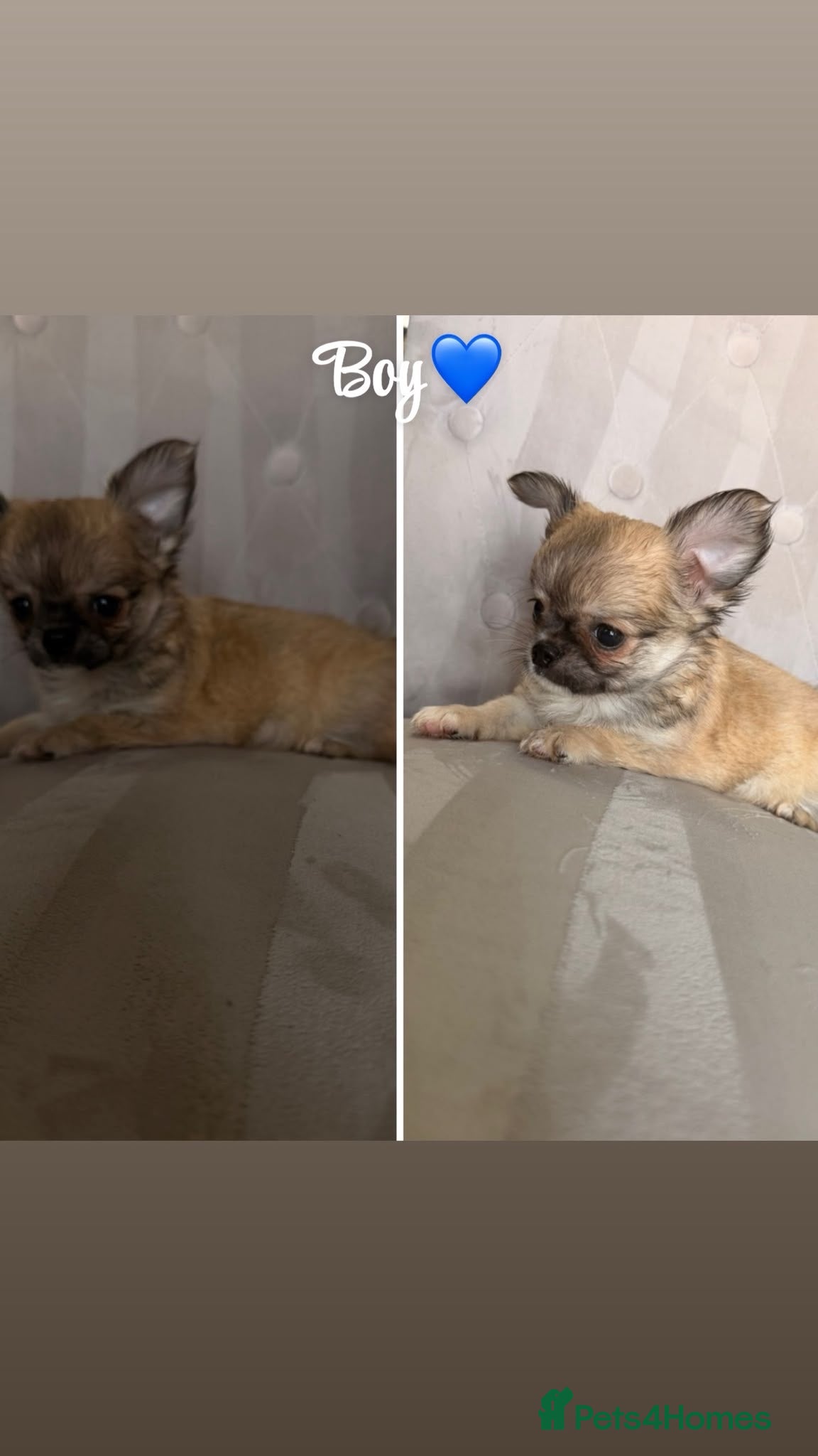 Chihuahua dogs Chihuahua puppies🐶 - Advert 2