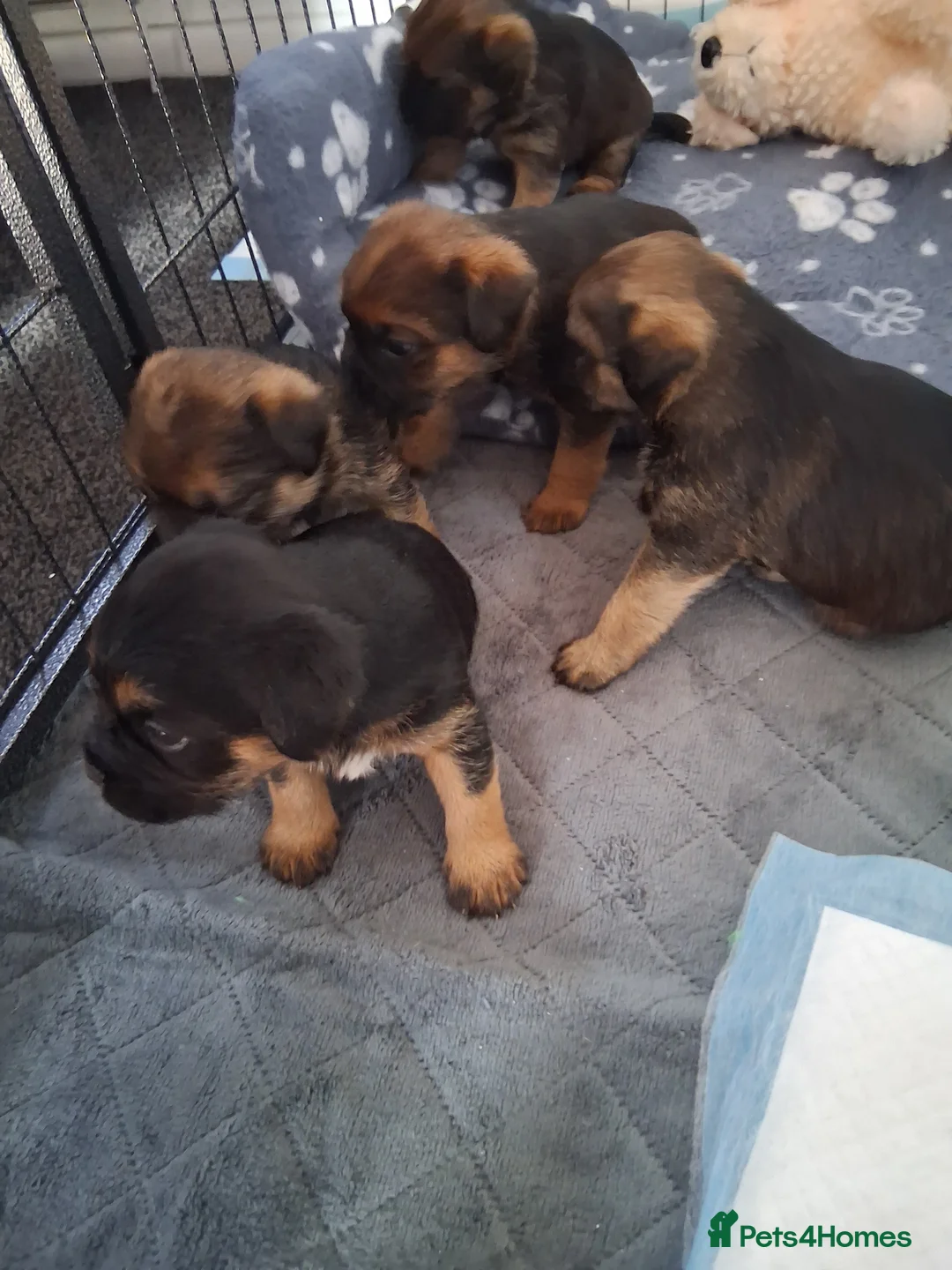 Border Terrier dogs for sale: Border terrier pups - Advert 4