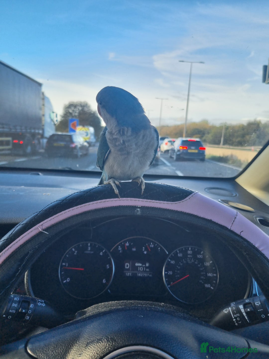 Parakeets birds for sale: 13 week old blue quaker parrot for sale  - Image 2