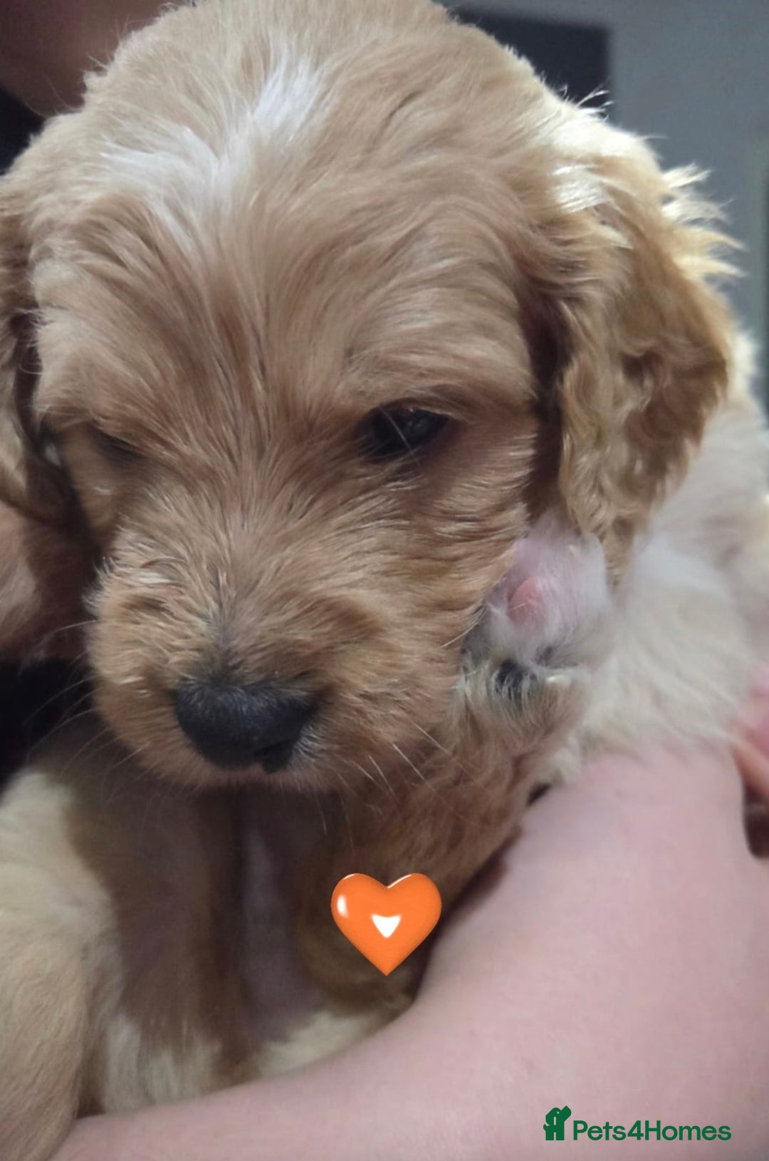 Mixed Breed dogs for sale: Stunning litter of Golden Bernadoodles - Advert 3