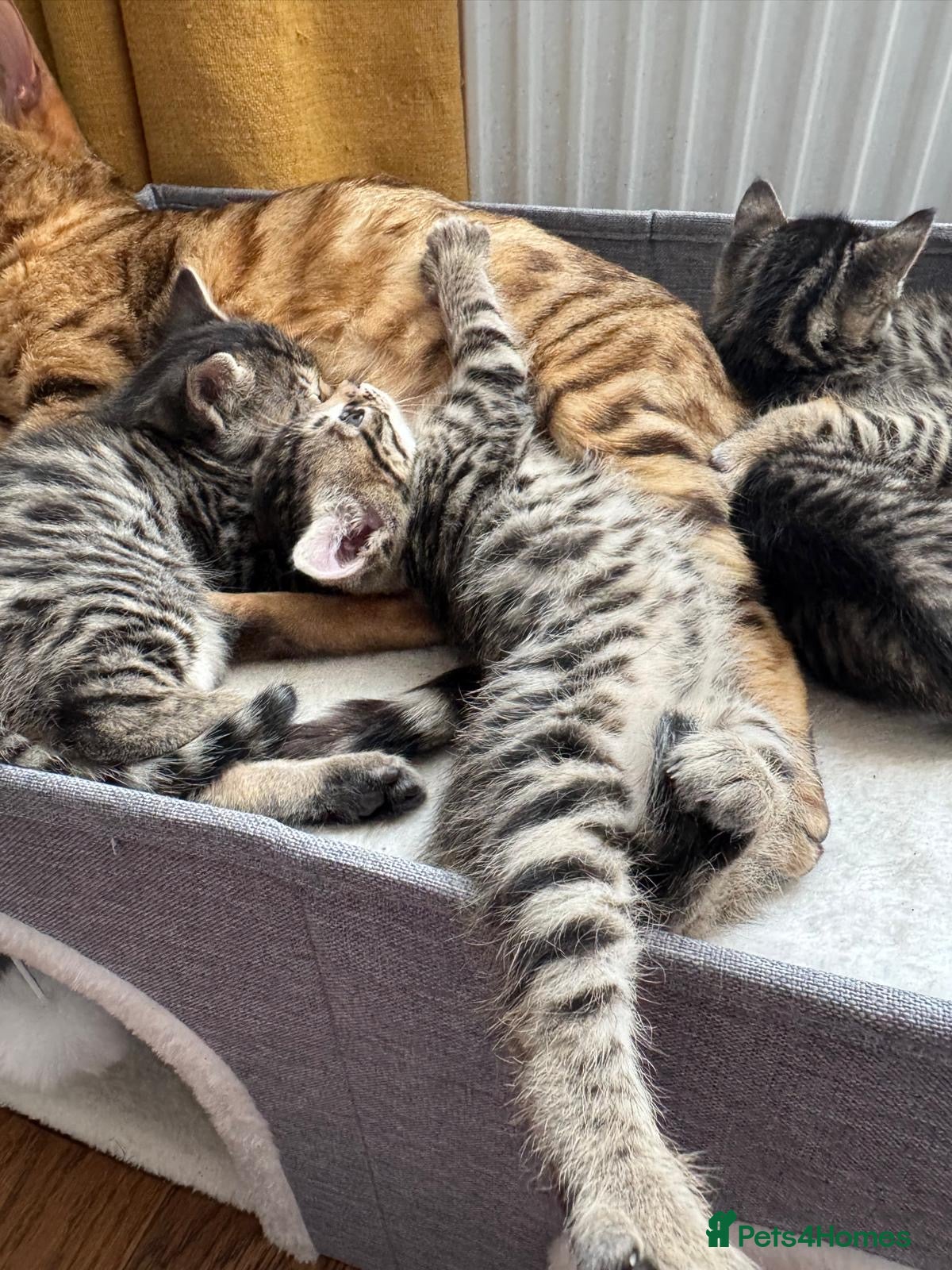 Bengal cats for sale: Adorable little creatures, bengals - Advert 19