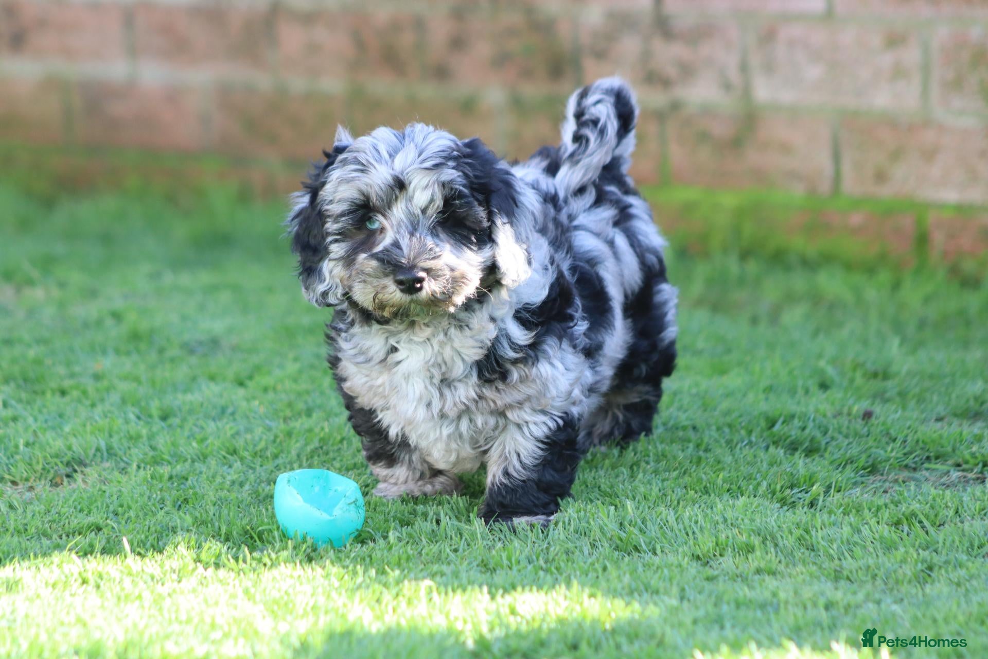 Cavapoochon dogs Beautiful Cavapoochon puppies for sale - Advert 2