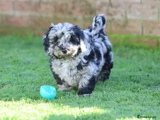 Black/color Cavapoo Black cat pet Cavapoochon Puppies for sale | Pets4Homes