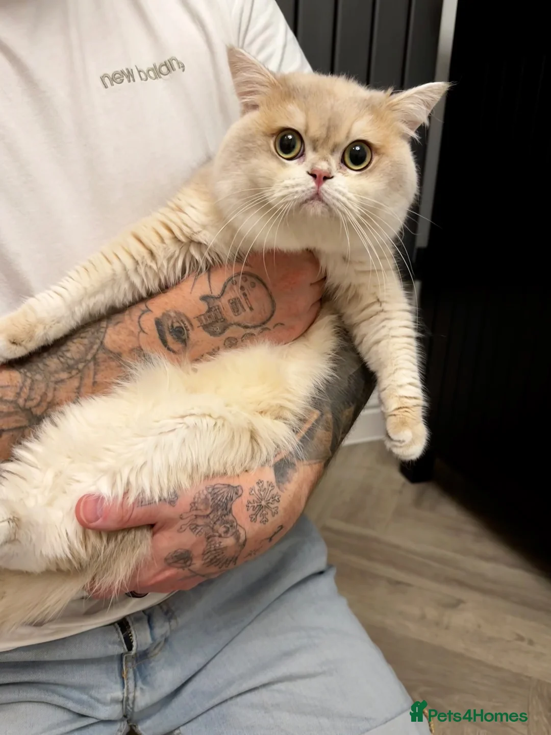 British Shorthair cats for sale: 🩵 British Shorthair/Scottish straight male 💙  - Advert 2