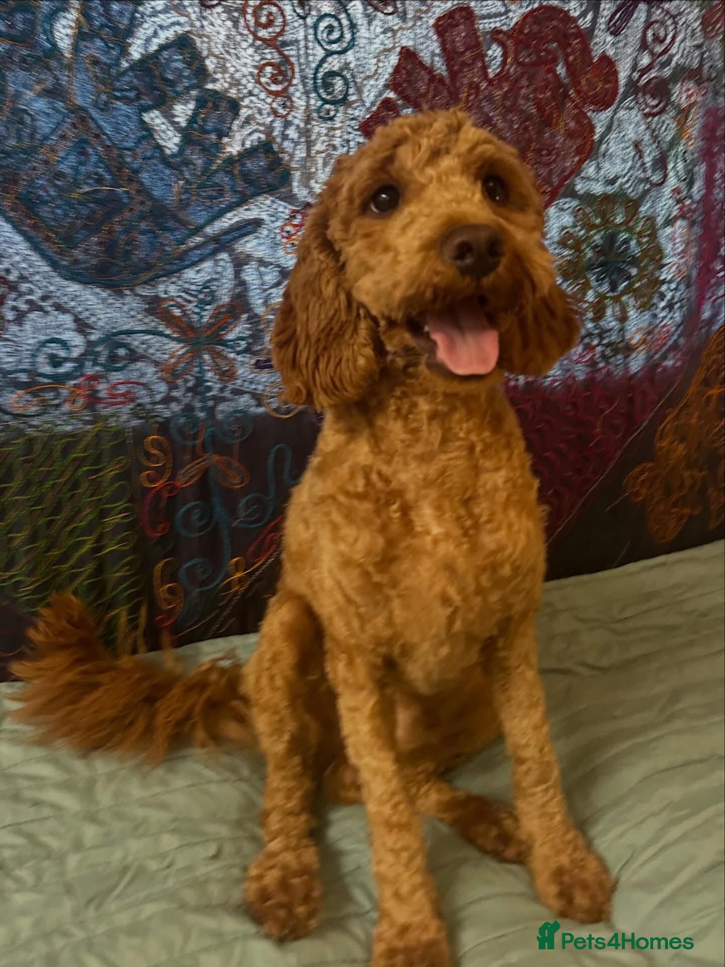 Cavapoo dogs for sale: Ozzy f1 cavapoo *reserved currently  - Advert 5