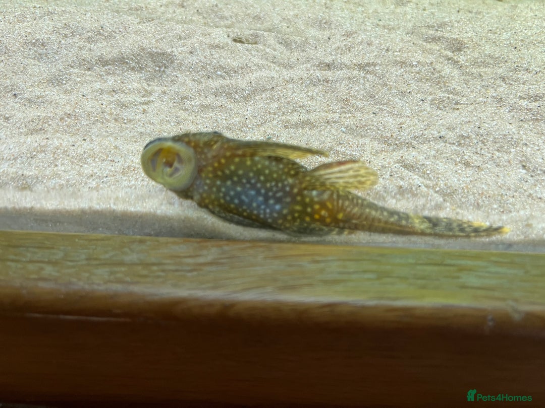 Other/Mixed Breed fish for sale: Tank of Tropical fish - need to go ASAP - Image 4