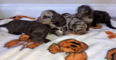 Cockapoo dogs - Advert 2