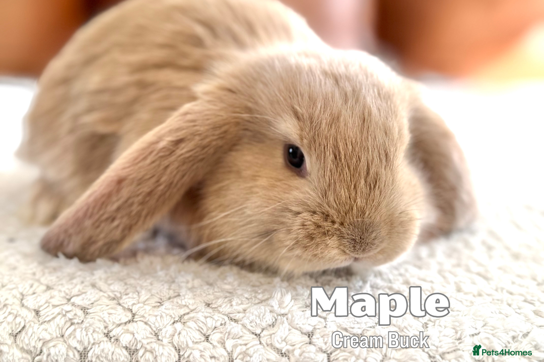 French Lop rabbits for sale: Beautiful Baby French Lops - Image 7