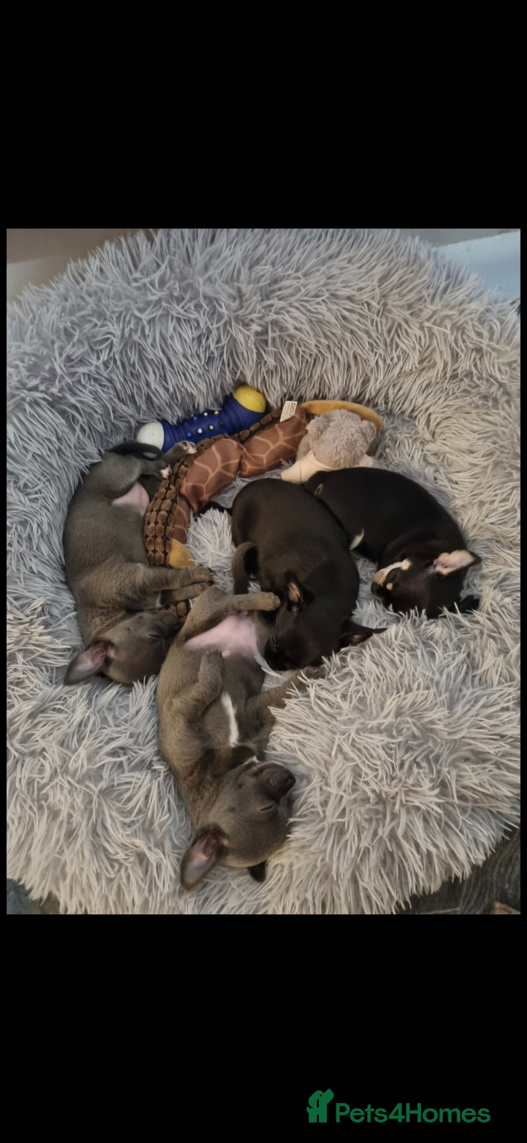 Chihuahua dogs for stud: Pedigree Chihuahua for stud - Image 4