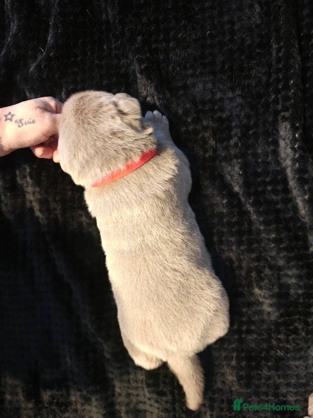 Labrador Retriever dogs for sale: Silver Labrador puppies  - Advert 22