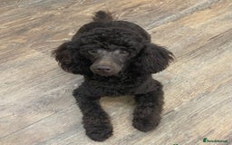 Poochon dogs for sale: Poochon puppies  - Image 13