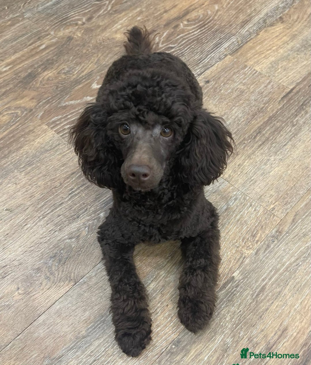 Poochon dogs for sale: Poochon puppies  - Image 13