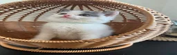 British Shorthair cats for sale: Beautiful bi colored British shorthair girl in Birmingham - Advert 4