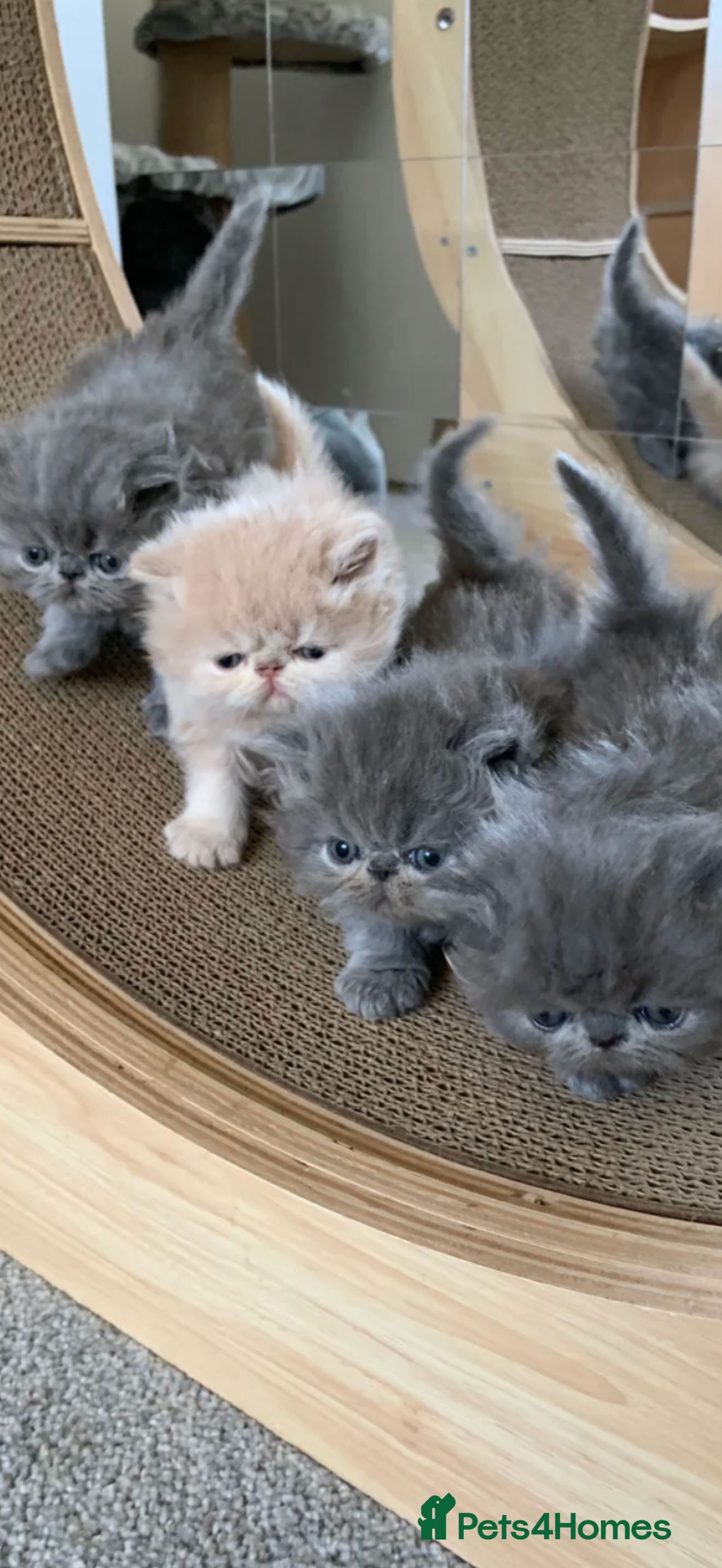 Persian cats  Persian Female-ACTIVE! American Bloodlines, GCCF. - Advert 2