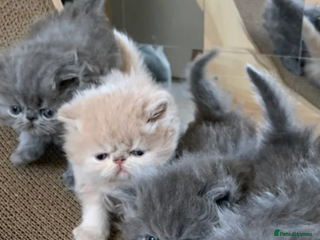 Persian cats Persian Female-ACTIVE! American Bloodlines, GCCF. - Advert 13