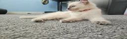 Ragdoll cats for sale: ❤️Beautiful RAGDOLL KITTEN ❤️ - Advert 16