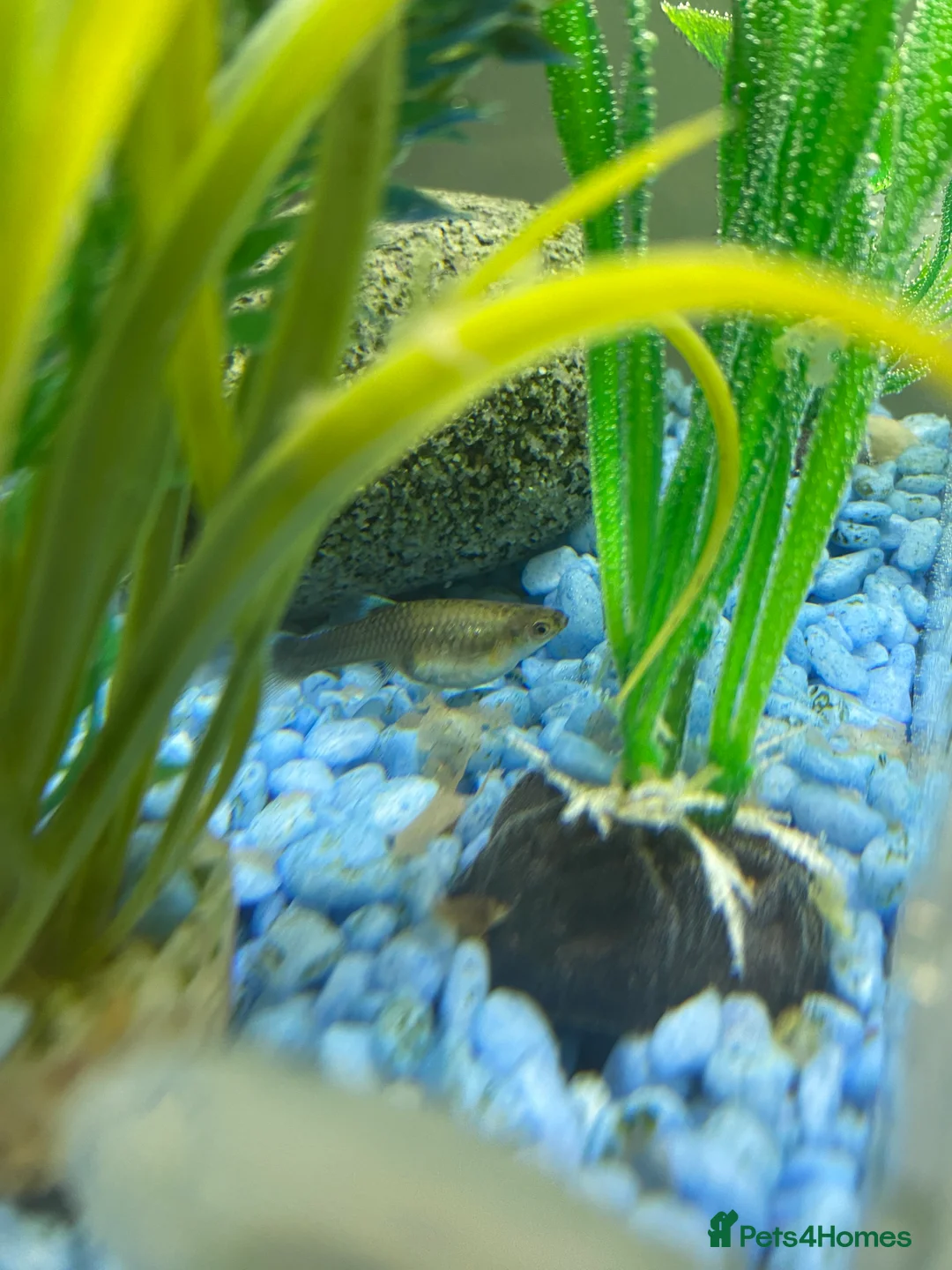 Mollies fish for sale: Small litter of Guppies - Advert 2