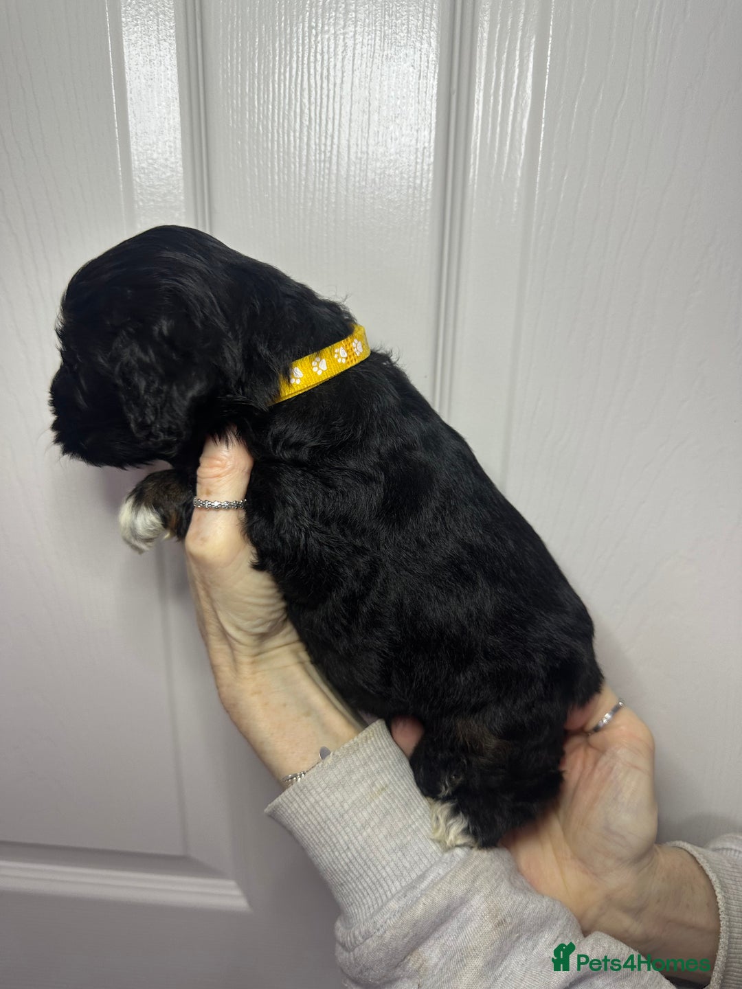 Cockapoo dogs for sale: Cockerpoo puppies  - Advert 31