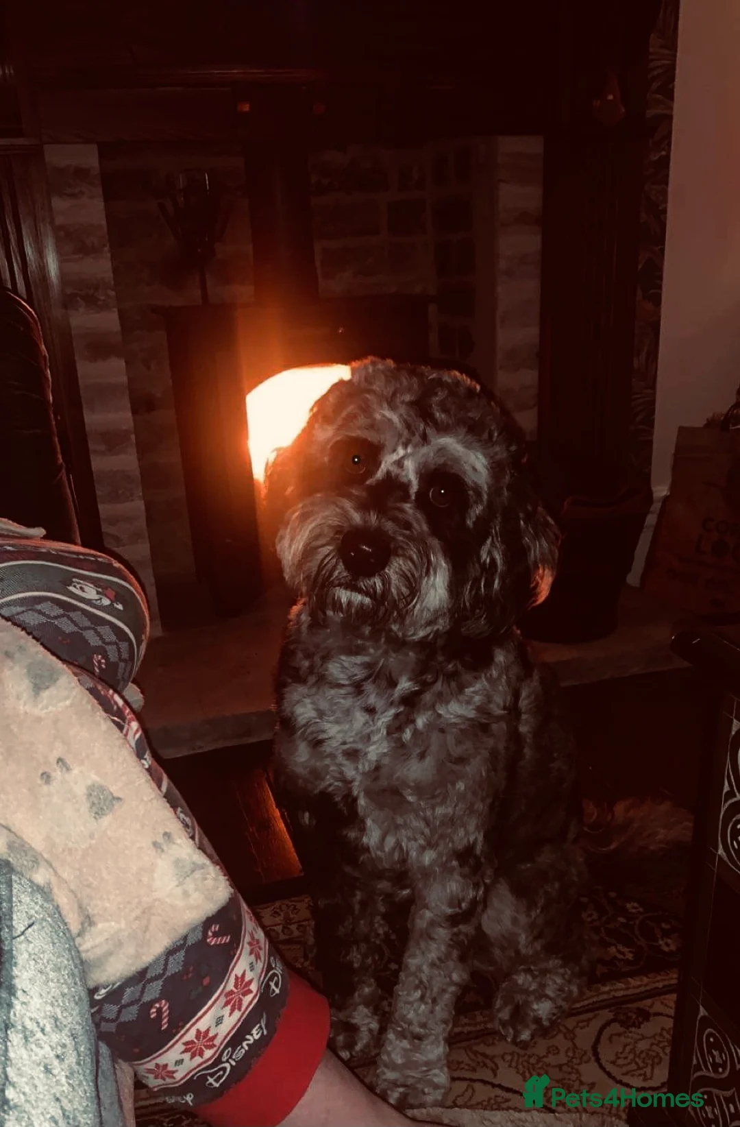 Labradoodle dogs for stud: Gorgeous blue Merle labradoodle stud in Swadlincote - Advert 3