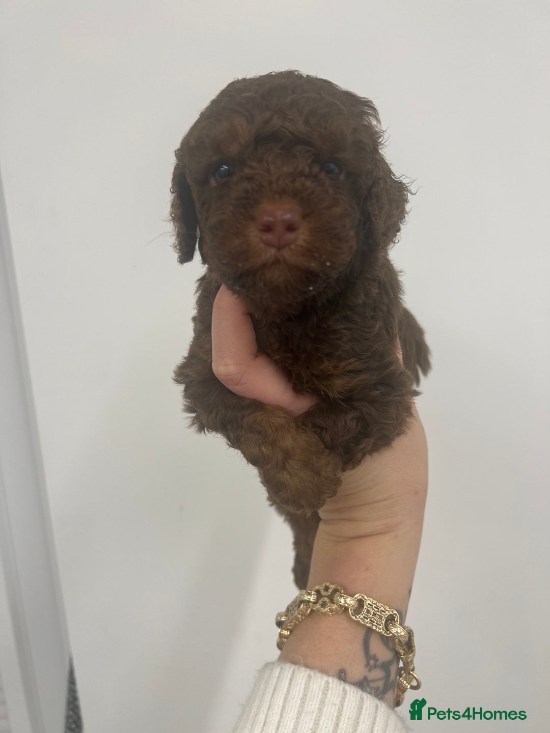 Cockapoo dogs for sale: ** Stunning, healthy, boys ** - Advert 5