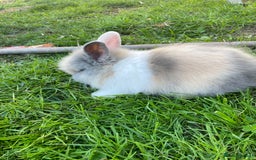 Lionhead rabbits for sale: Lion head  - Image 13