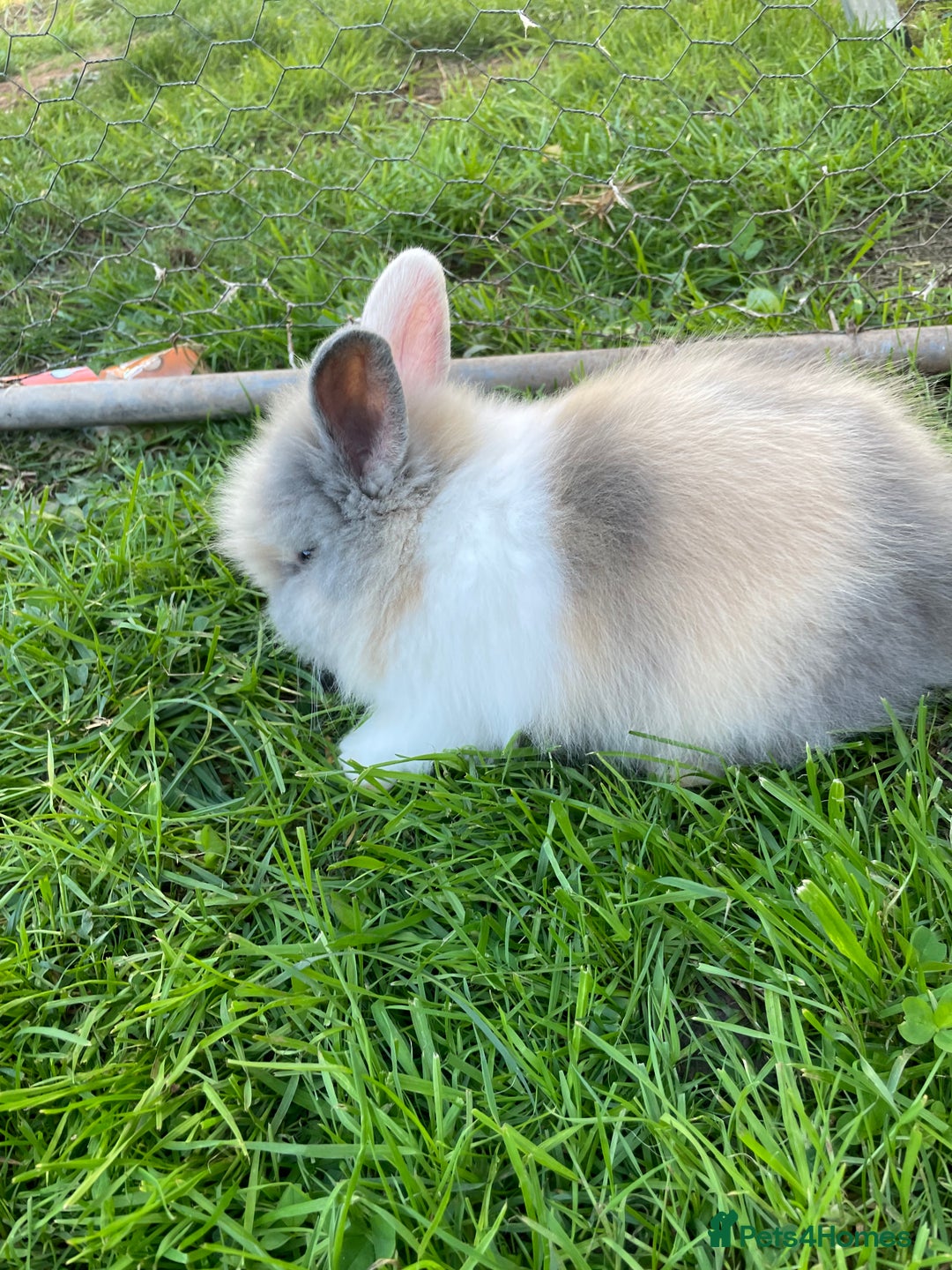 Lionhead rabbits for sale: Lion head  - Image 13
