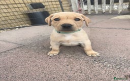Labrador Retriever dogs for sale: KC Registered fully health tested working labrador - Image 10