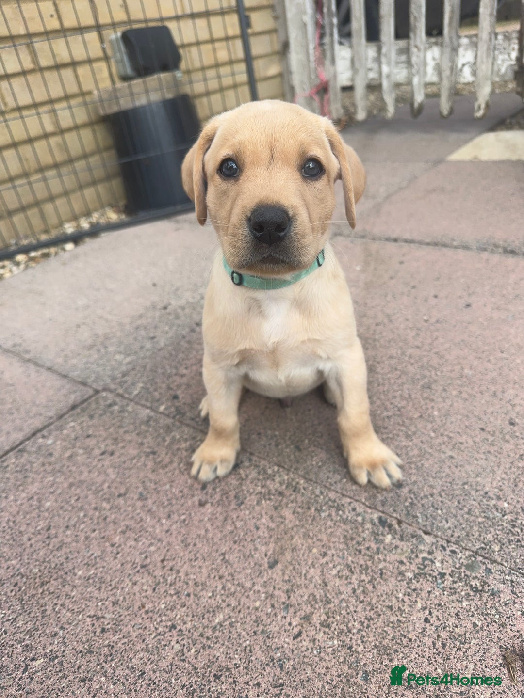 Labrador Retriever dogs for sale: KC Registered fully health tested working labrador - Image 10