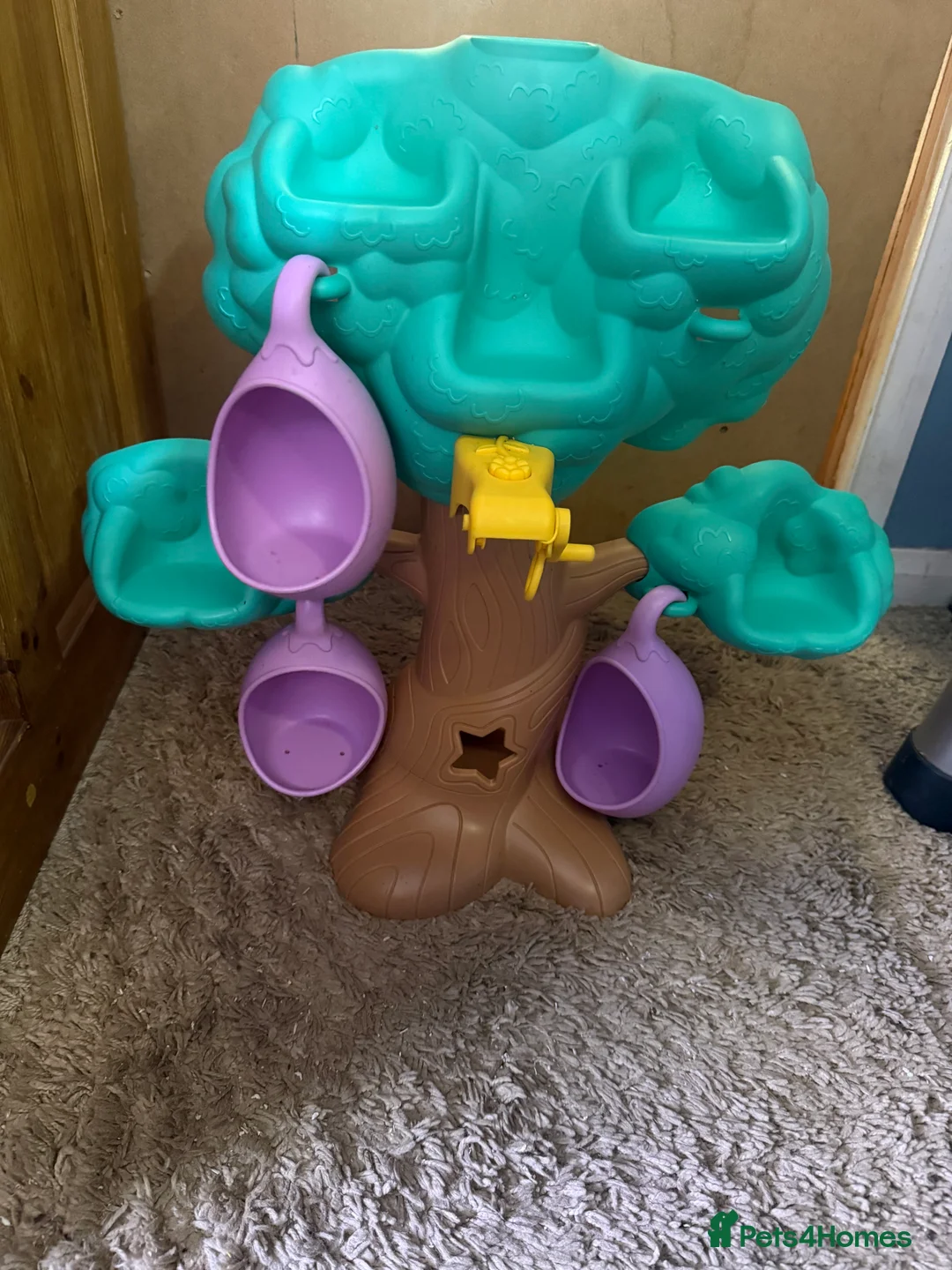 Sugar Glider rodents for sale: 3 female sugar gliders and set up - Advert 31