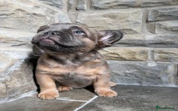French Bulldog dogs for sale: 4 Fluffy French Bulldogs FOR SALE  - Image 20