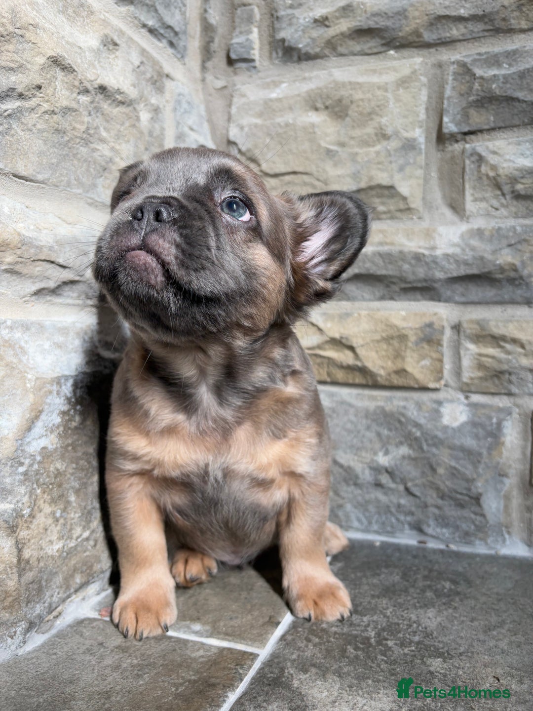 French Bulldog dogs for sale: 4 Fluffy French Bulldogs FOR SALE  - Image 20
