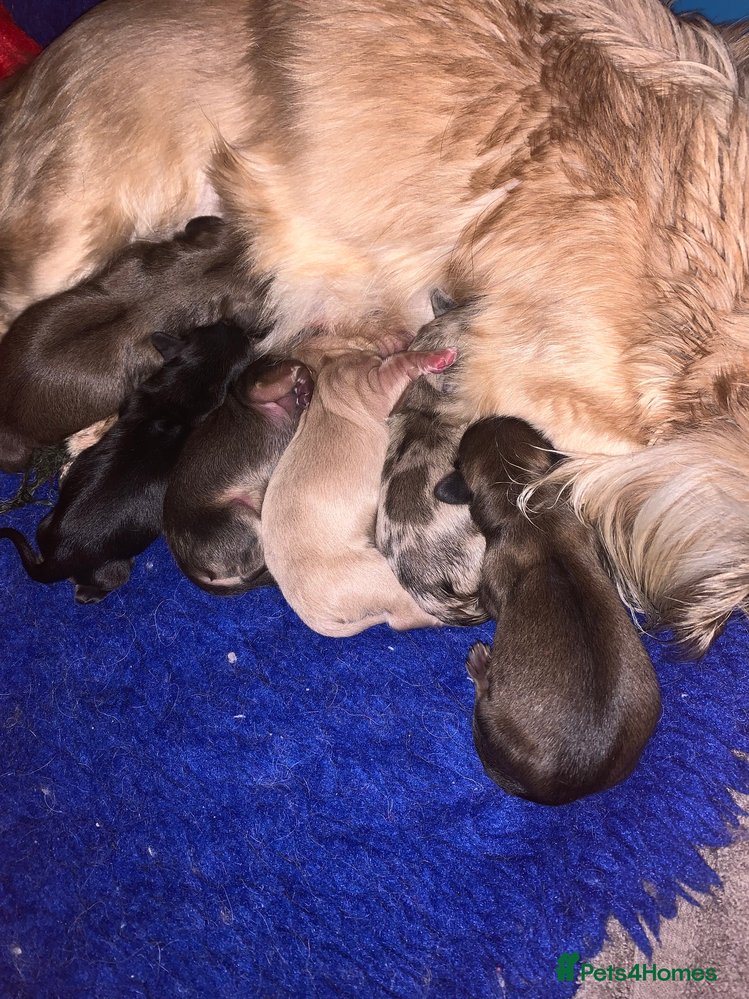 Miniature Dachshund dogs KC reg mini Longhaired Dachshunds - Advert 5