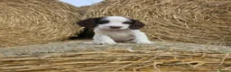 Cocker Spaniel dogs for sale: READY Now 1st vacc working cockers - Advert 3