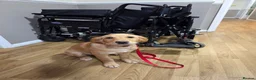 Golden Retriever dogs for sale: Golden retriver female  - Advert 15
