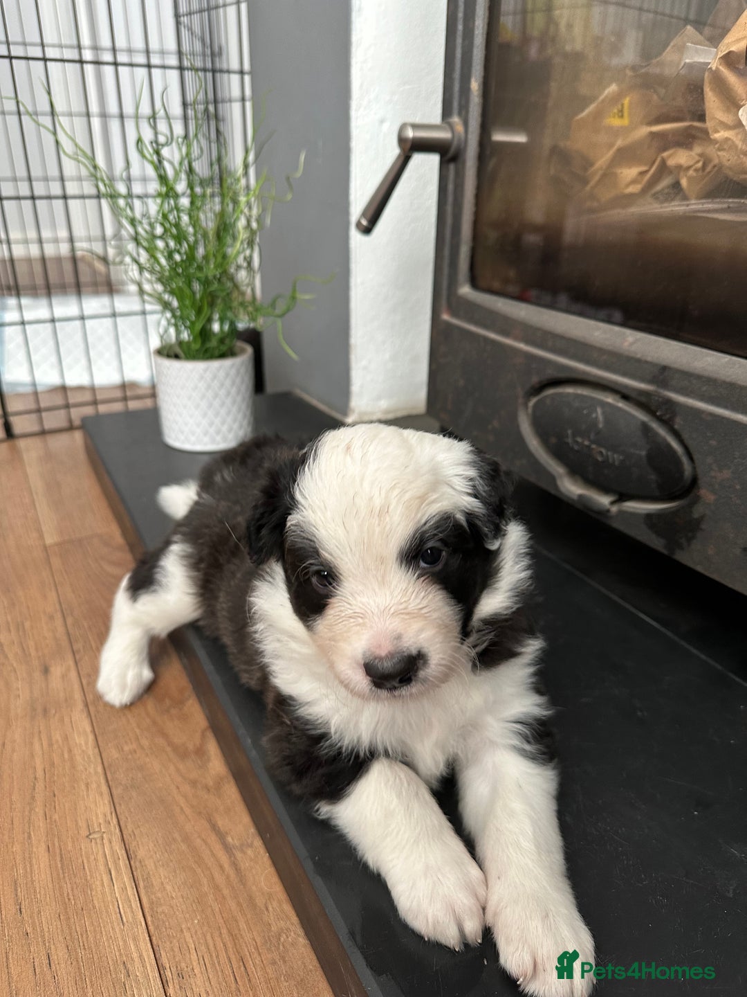 Border Collie dogs for sale: Beautiful Border collie Puppies - Image 6