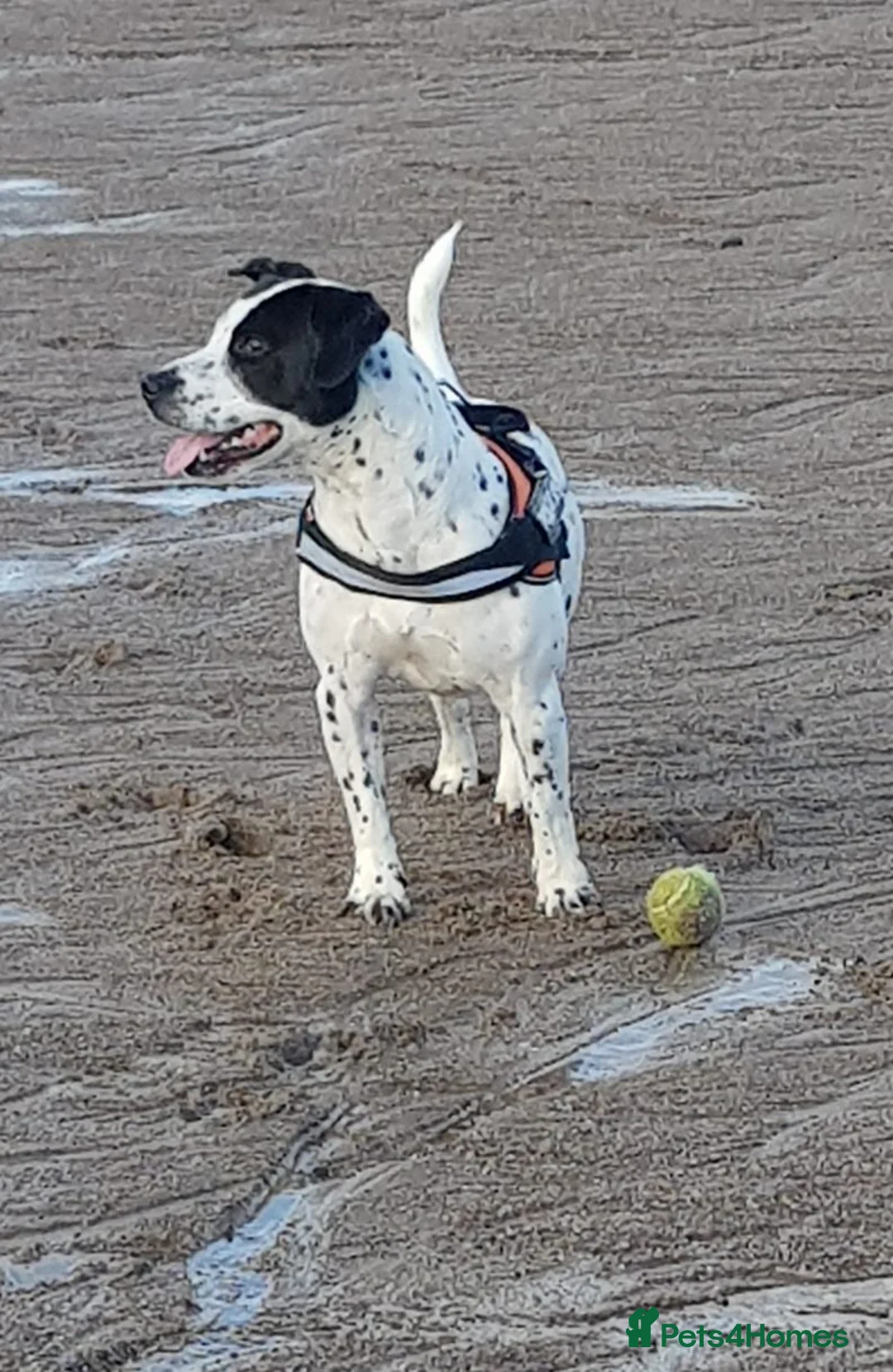 Mixed Breed dogs for adoption: 💙PATCH💙- 6,5 yo-small-to-medium-Easy-Loving Boy in Worcester - Advert 2