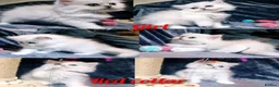 British Longhair cats for sale: Black silver shaded kitten - Advert 6