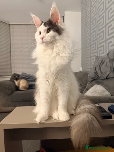 Gallery Image {{count}}