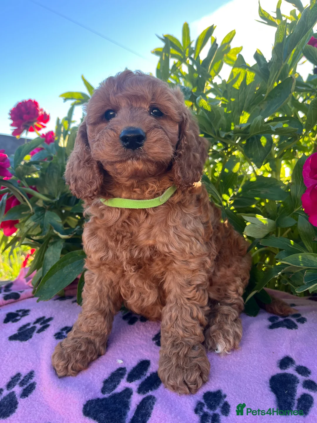 Cockapoo dogs for sale: Stunning cockapoo puppies  - Advert 1