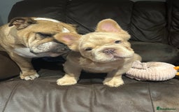 French Bulldog dogs for sale: 2 fluffy French Bulldogs puppies left - Image 4