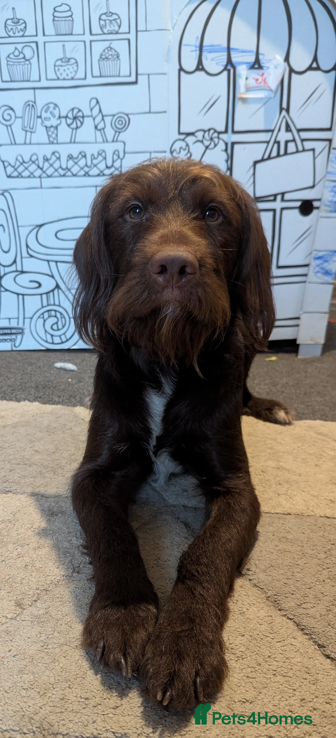 Mixed Breed dogs for stud: Health tested Cocker spaniel cross splurcher.  - Advert 7